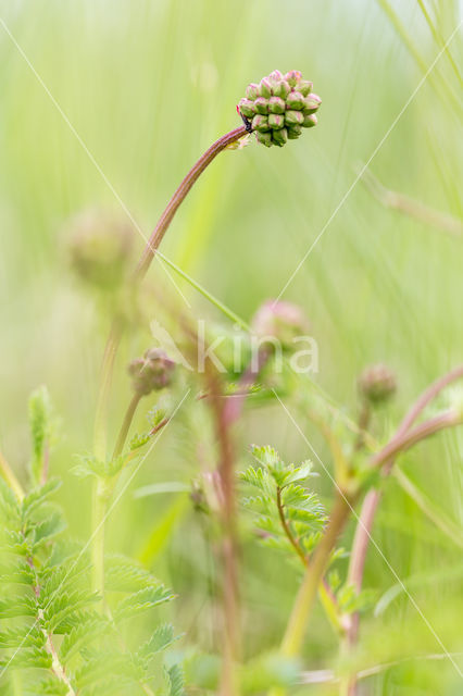 Salad Burnet (Sanguisorba minor)