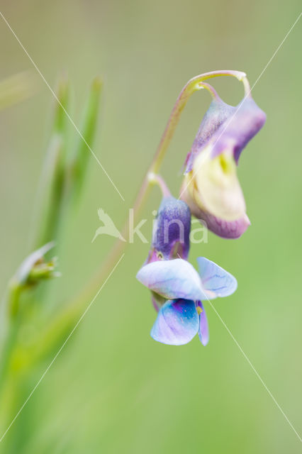 Bitter Vetchling (Lathyrus linifolius)