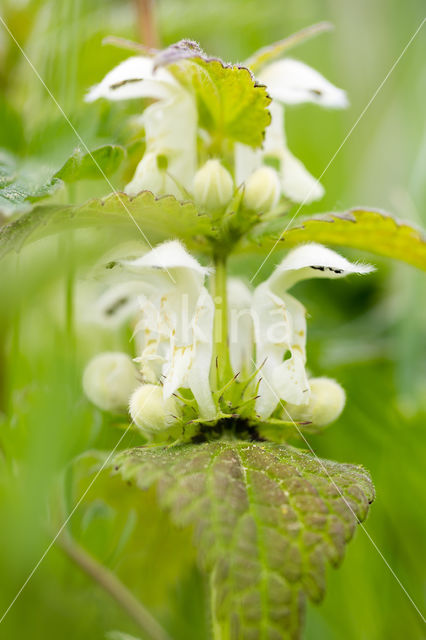White Dead-nettle (Lamium album)
