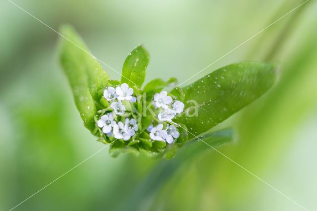 Gewone veldsla (Valerianella locusta)