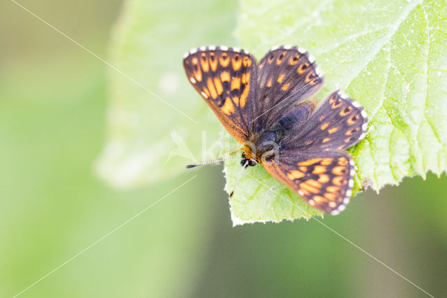 Duke of Burgundy Fritillary (Hamearis lucina)