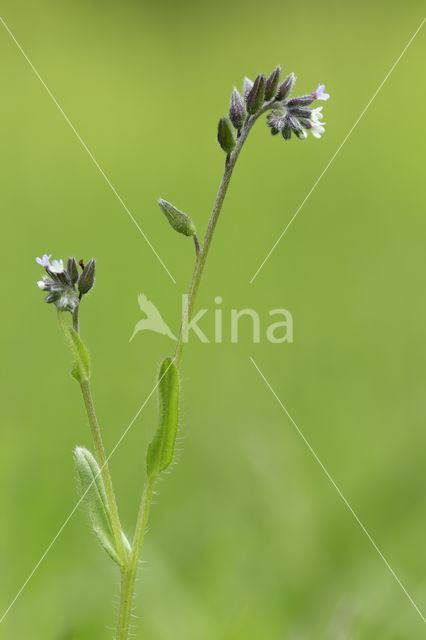 Early Forget-me-not (Myosotis ramosissima)