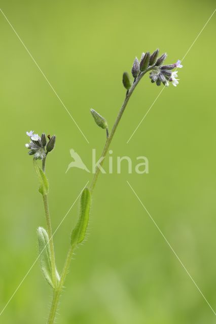 Ruw vergeet-mij-nietje (Myosotis ramosissima)