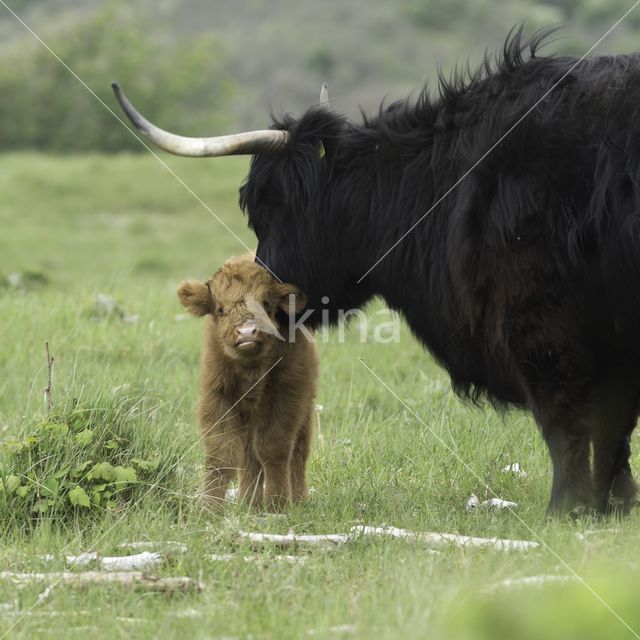 Highland Cow (Bos domesticus)