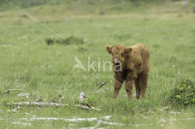 Highland Cow (Bos domesticus)