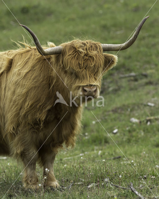 Highland Cow (Bos domesticus)