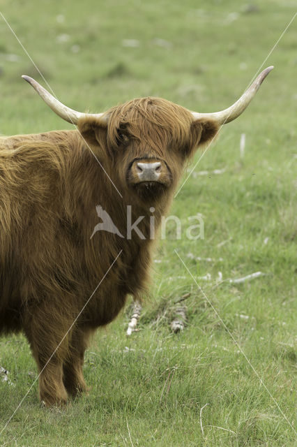 Highland Cow (Bos domesticus)