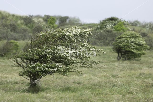 Hawthorn (Crataegus)