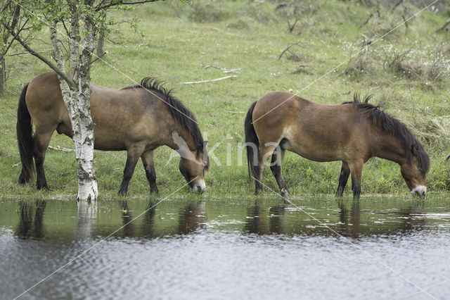 Exmoorpony