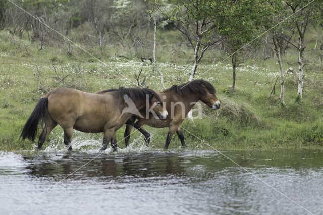 Exmoorpony