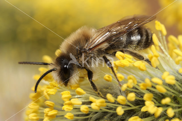 The Vernal Colletes (Colletes cunicularius)