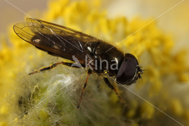 Zandgitje (Cheilosia urbana)