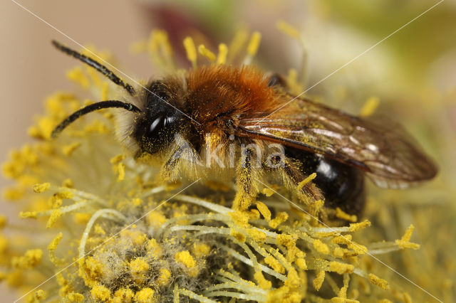 Viltvlekzandbij (Andrena nitida)