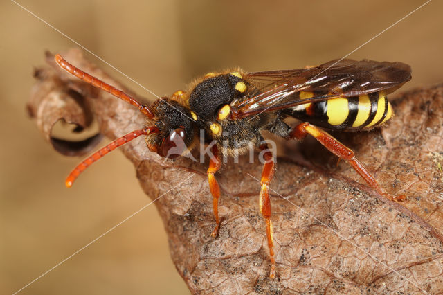 Roodsprietwespbij (Nomada fulvicornis)