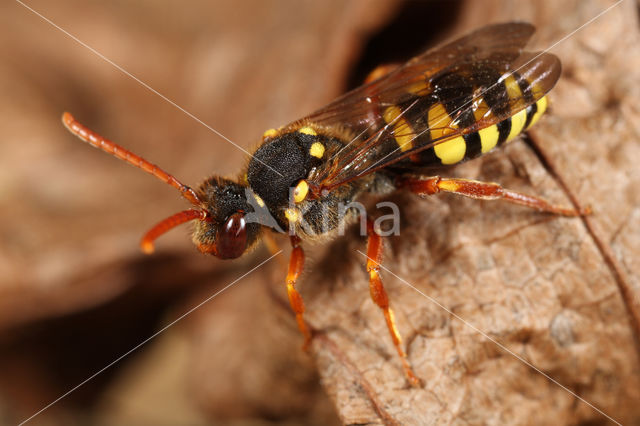 Roodsprietwespbij (Nomada fulvicornis)