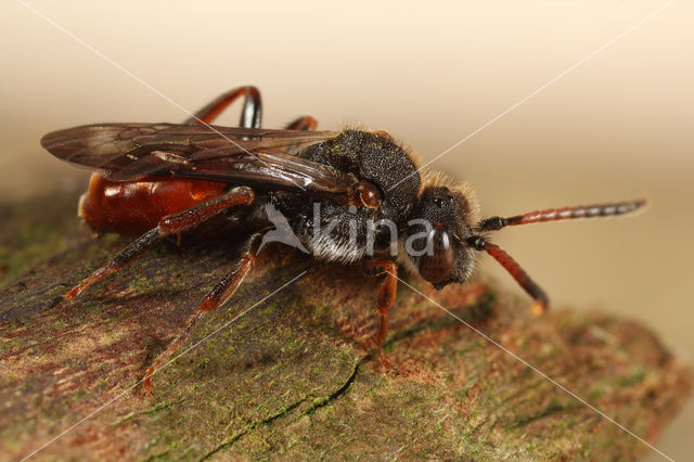 Wasp-bee (Nomada fabriciana)