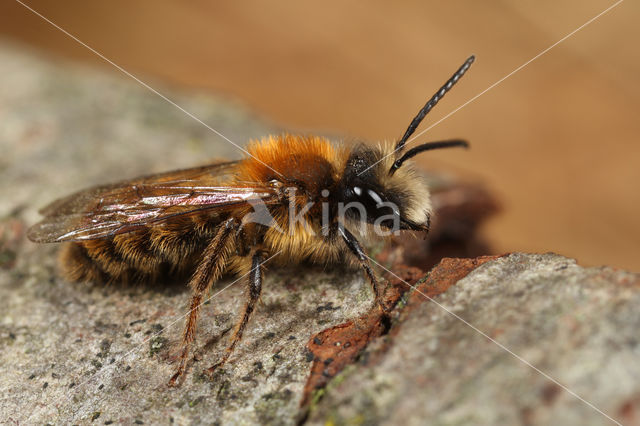 Tawny Mining Bee (Andrena fulva)