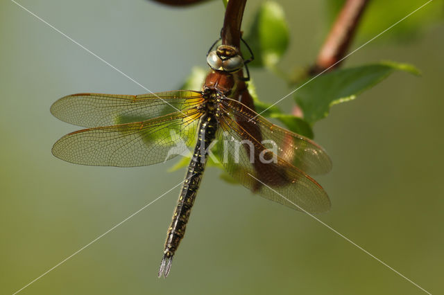 Hairy Dragonfly (Brachytron pratense)