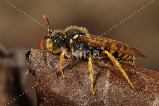 Gooden's Nomad Bee (Nomada goodeniana)