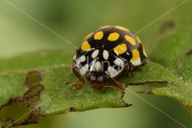 20 spot Ladybird