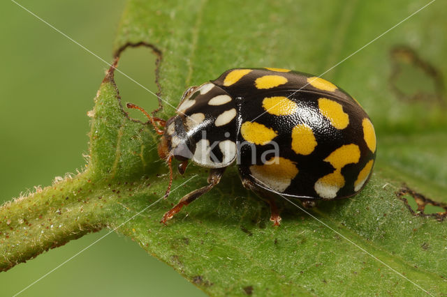 20 spot Ladybird