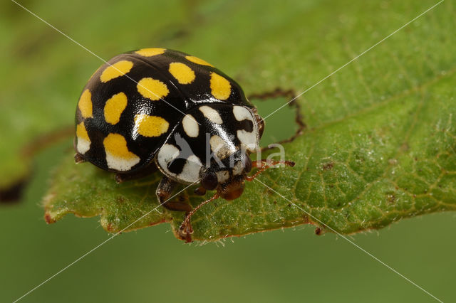 20 spot Ladybird