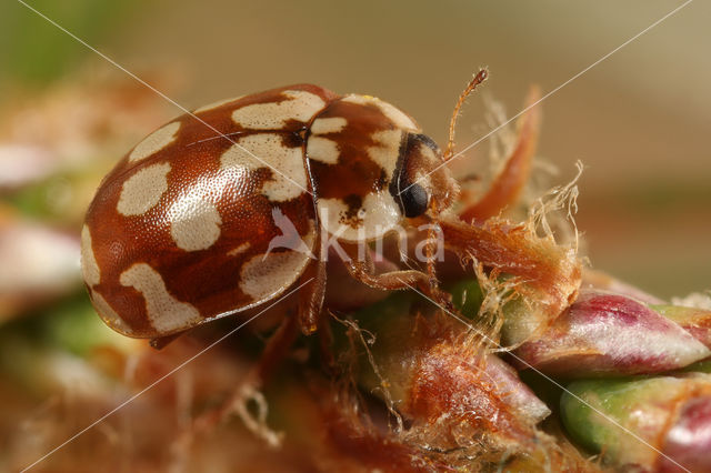 18-spot ladybird