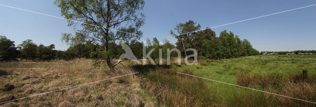 Kleine Oisterwijkse Heide