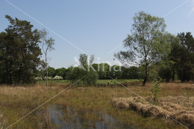 Kleine Oisterwijkse Heide