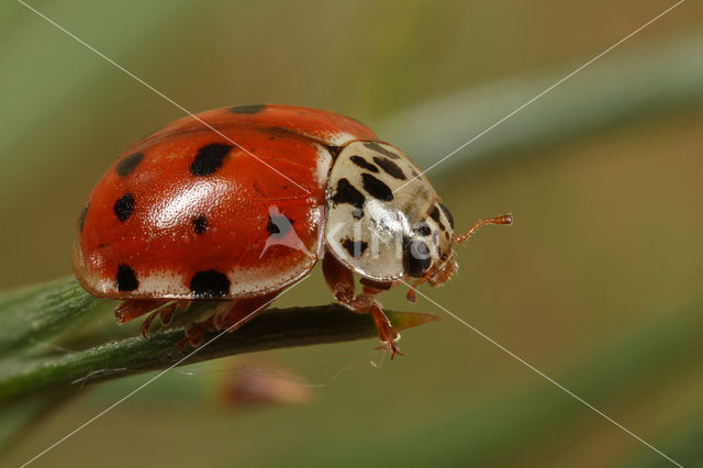 Cream-streaked Ladybird (Harmonia quadripunctata