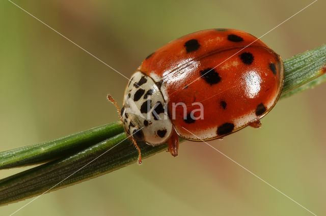 Cream-streaked Ladybird (Harmonia quadripunctata