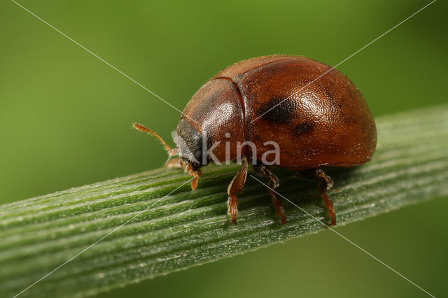 Onbestippeld lieveheersbeestje (Cynegetis impunctata)