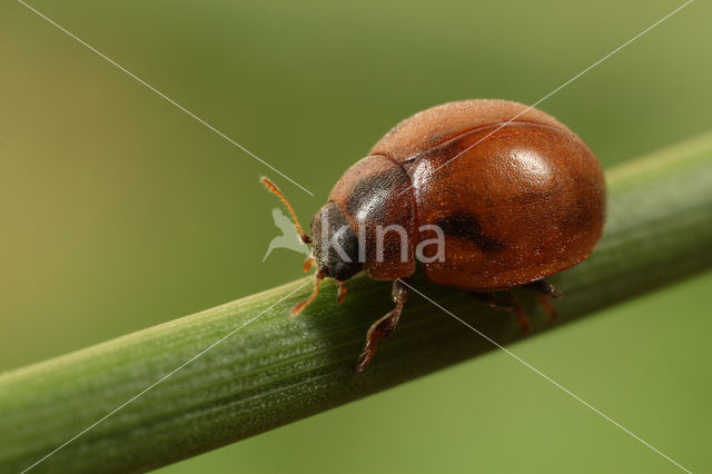 Onbestippeld lieveheersbeestje (Cynegetis impunctata)