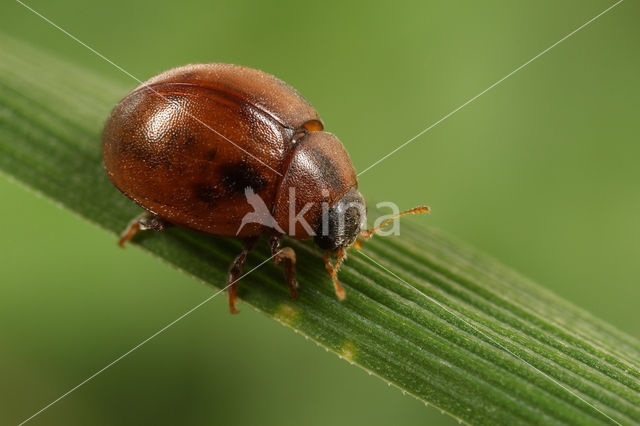 Onbestippeld lieveheersbeestje (Cynegetis impunctata)