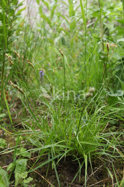 Gewone bermzegge (Carex spicata)