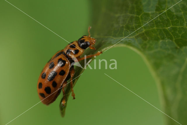 Negentienpuntlieveheersbeestje (Anisosticta novemdecimpunctata)