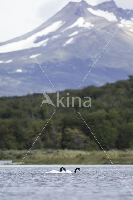 Black-necked Swan (Cygnus melancoryphus)