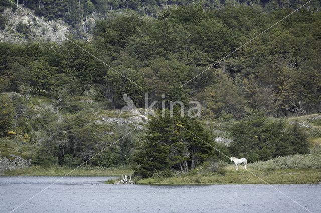 Paard (Equus spp)