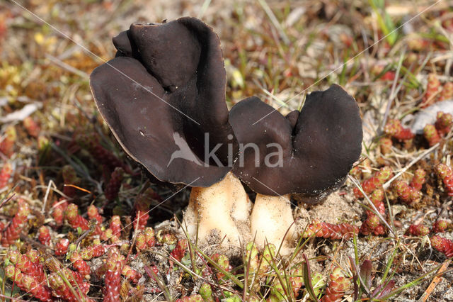 Nonnenkapkluifzwam (Helvella spadicea)