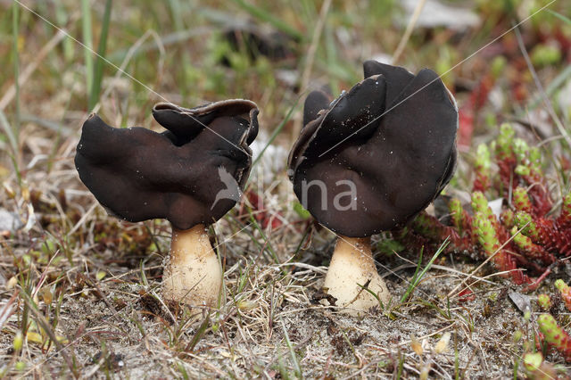 Nonnenkapkluifzwam (Helvella spadicea)