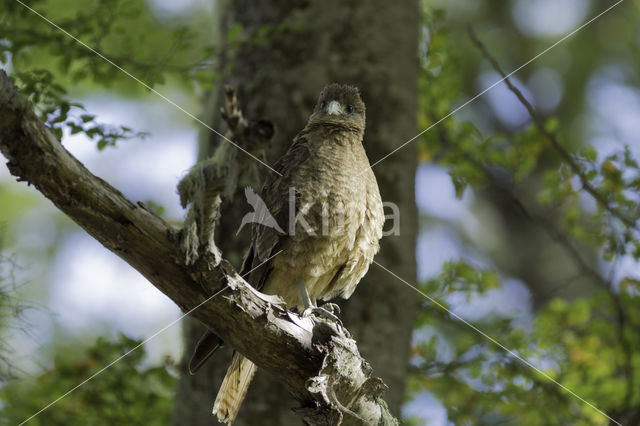 Chimango Caracara (Milvago chimango)