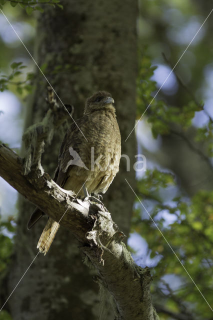 Chimango (Milvago chimango)