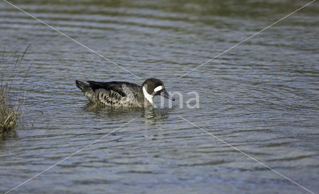 Spectacled Duck (Speculanas specularis)