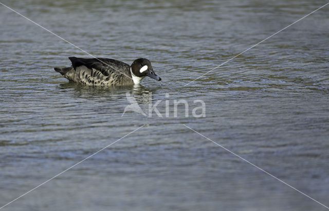 Spectacled Duck (Speculanas specularis)