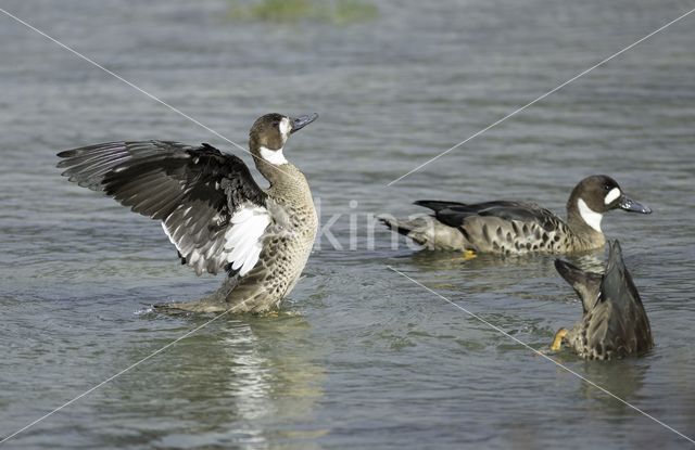 Spectacled Duck (Speculanas specularis)