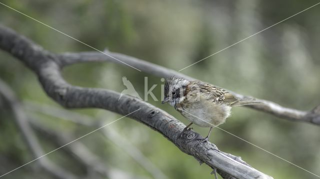 Rufous-collared Sparrow (Zonotrichia capensis)