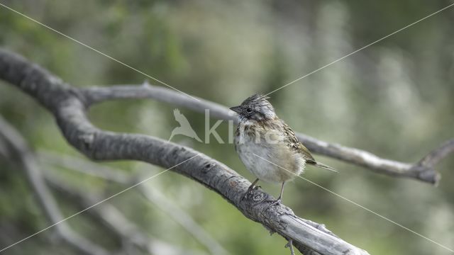 Rufous-collared Sparrow (Zonotrichia capensis)