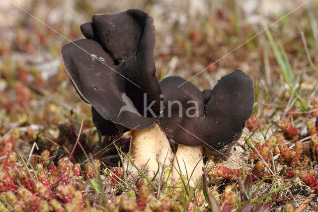 Nonnenkapkluifzwam (Helvella spadicea)