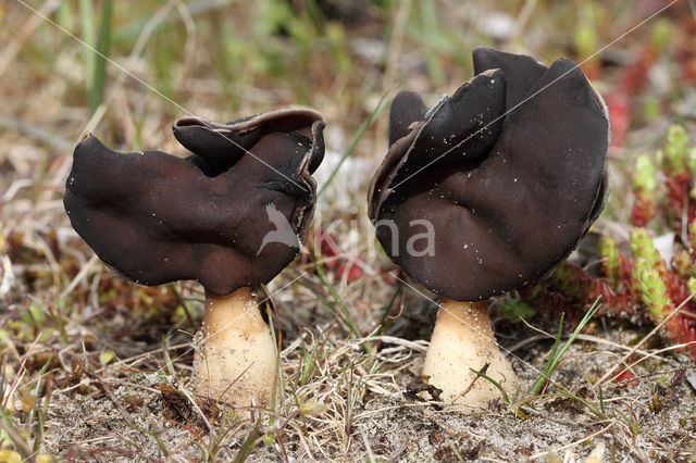 Nonnenkapkluifzwam (Helvella spadicea)