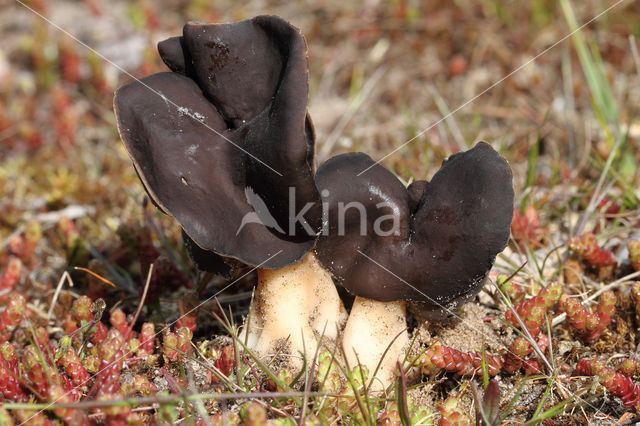 Nonnenkapkluifzwam (Helvella spadicea)